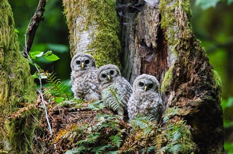 Owl In Forest Bodog